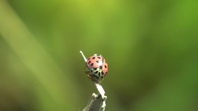 Freshly emerged ladybird beetle on a dry stalk, unfolding and drying its hind wings while the pale elytra harden. Macro, bright sunlight, shallow depth of field, green background