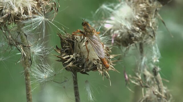 Golden robber fly perched on a dry thistle seed head full of white fluff. Predatory insect on the lookout. Macro in hard summer light, shallow depth of field, green background