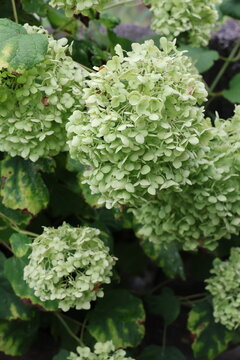 Green Hydrangea Flower Cluster in Summer