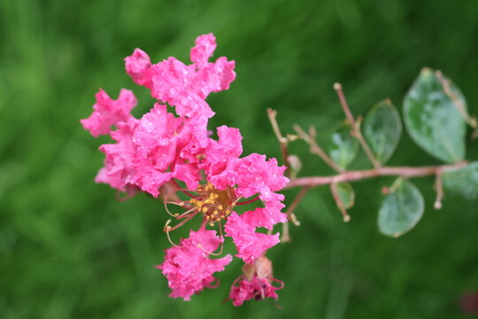 Pink Crape Myrtle Flowers in Bloom