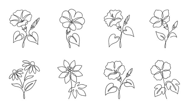 Morning glory and daisy single line flower art for spring design.