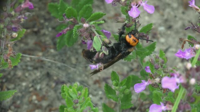 Mammoth wasp with orange-yellow head feeding on the violet flowers of wall germander, hanging from the stem. Macro, soft daylight, shallow depth of field