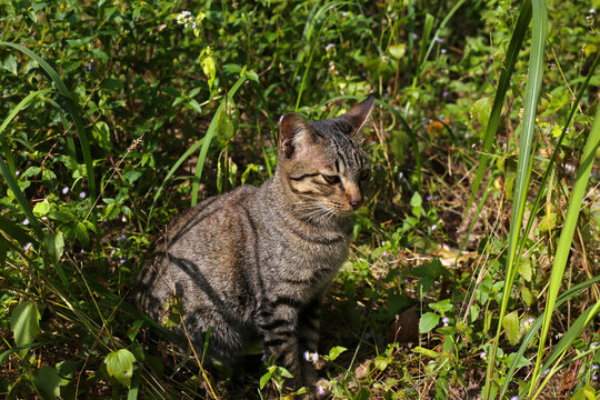 A cute tabby cat in a garden.