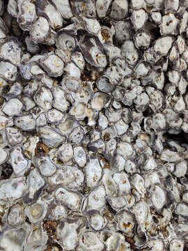 A close-up view of a dark coastal rock surface densely encrusted with small white barnacles and rock oysters.