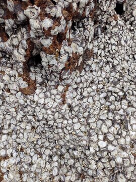 A close-up view of a dark coastal rock surface densely encrusted with small white barnacles and rock oysters.