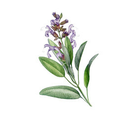 Fototapeta premium Common sage Salvia officinalis medicinal plant watercolor illustration isolated on background. Hand painted sage apothecary herb for herbal branding, packaging, labels, tea, cosmetics and stationery.