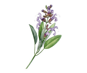 Fototapeta premium Common sage medicinal plant watercolor illustration isolated on background. Hand painted Salvia officinalis sage apothecary herb for herbal branding, packaging, labels, tea, cosmetics and stationery.