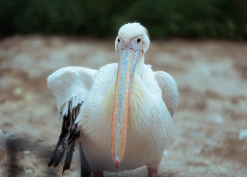 Great White Pelican Looking Directly At Camera With Large Colorful Beak. Majestic wild water bird stands outdoor showing its beautiful white feathers 