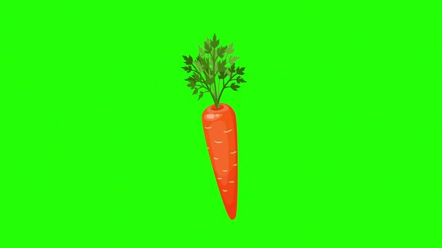 A fresh, hand-drawn illustration of a carrot with lush green leaves set against 4K stock animation video on green screen for chroma key background in video editing.
