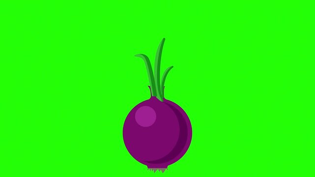 A fresh, hand-drawn illustration of a whole red onion with sprouting green stalks set against 4K stock animation video on green screen for chroma key background in video editing.