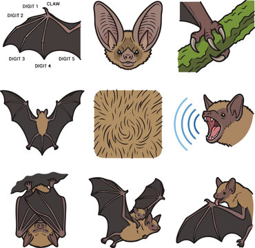 Bat physical details grid set showing wing anatomy ear shape claws echolocation fur texture roosting pose vector illustration