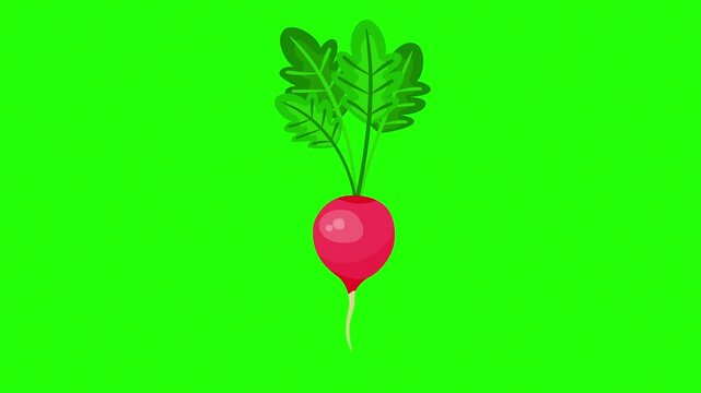 A hand-drawn illustration of a fresh radish with lush green leaves 4K stock animation video on green screen for chroma key background in video editing.