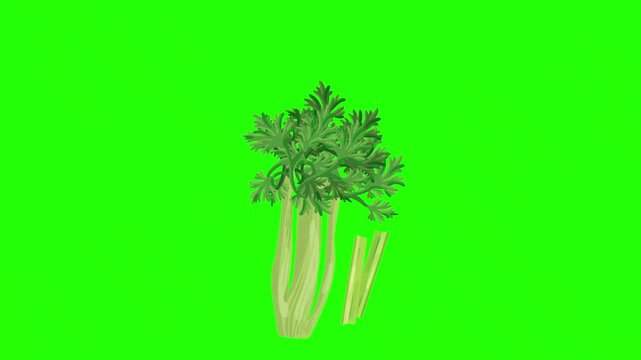 A vibrant, hand-drawn illustration of a celery bunch with leafy greens and stalks 4K stock animation video on green screen for chroma key background in video editing.