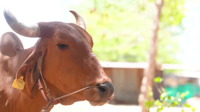 close up of cow face