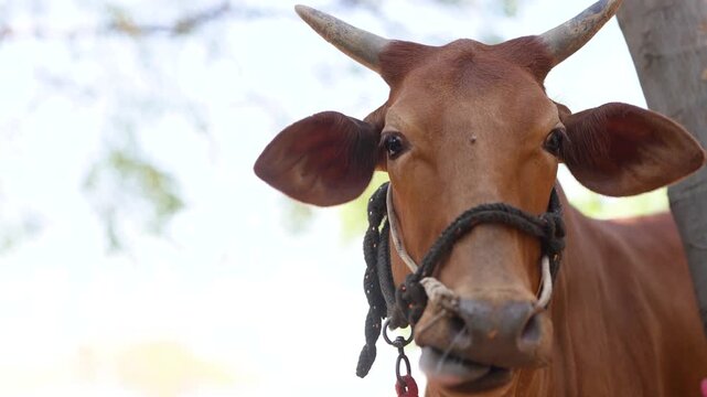 close up of cow face