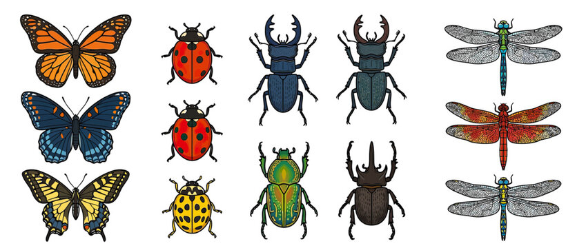 Collection of Diverse Insects Isolated on Transparent Background