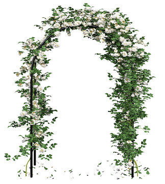 White Climbing Rose Isolated PNG, Flowering Vine on Garden Arch, Transparent Background