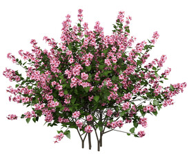 Chinese Hibiscus Isolated PNG, Dense Pink Flowering Tropical Bush, Transparent Background © An