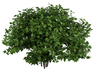 Chinese Hibiscus Isolated PNG, Dense Tropical Foliage Shrub, Transparent Background © An