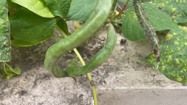 Green Bean Plant with Spotted Leaves  Fresh Vegetable Garden Vine