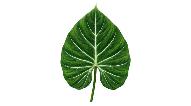 Tropical Philodendron Gloriosum leaf with velvet texture, green heart shaped foliage, exotic indoor plant leaf for botanical design isolated PNG with Transparent Background