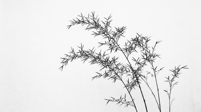 minimalist black and white image of delicate bamboo stalks leaves