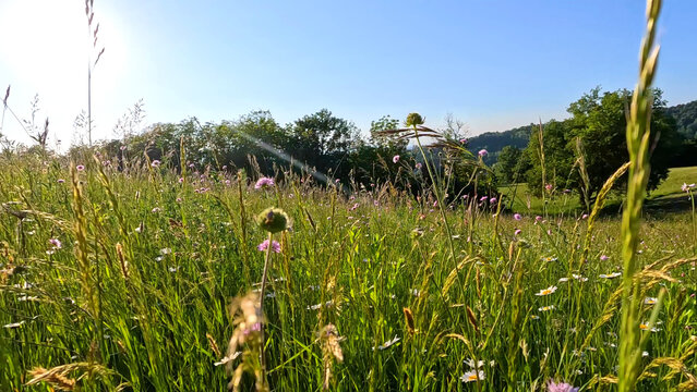 Sunlit Wildflower Meadow with Daisies and Grass in Piedmont Italy