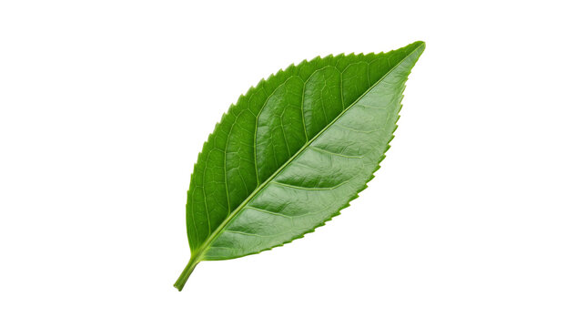 Fresh green tea leaf with vibrant texture. Organic camellia sinensis foliage for herbal drink branding. Macro botanical leaf detail. isolated PNG with Transparent Background