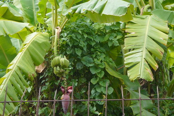 Bunch of unripe green bananas growing on a tree in a tropical garden. © Supapit