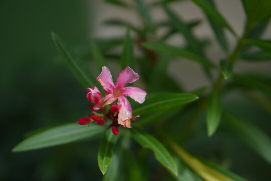 Close-up of a blooming pink oleander (Nerium oleander) flower with red buds and dark green leaves.