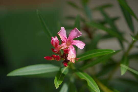 Close-up of a blooming pink oleander (Nerium oleander) flower with red buds and dark green leaves.