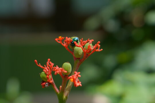 Macro shot of a shiny metallic green jewel bug resting on bright red Jatropha flowers. 