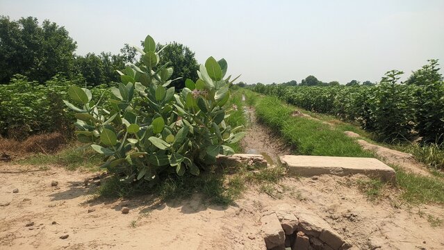 Calotropis procera plant growing near irrigation channel along green crop fields outdoor photography for flora botany and rural agriculture concept