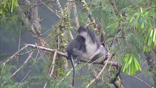 Dusky Leaf Monkey Mother Grooming with Baby Clinging on Tree Branch in Tropical Rainforest