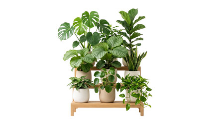 Fototapeta premium Lush indoor houseplant collection on wooden tiered stand, variety of green tropical plants in ceramic pots, urban jungle home decor isolated PNG with Transparent Background