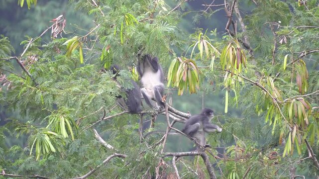 Group of Thomas's Leaf Monkey Family Foraging and Eating on a Tropical Tree in Sumatran Rainforest
