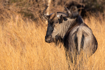 Blue wildebeest standing in dry African grassland © Eliya