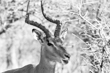 Black and white portrait of a male impala © Eliya