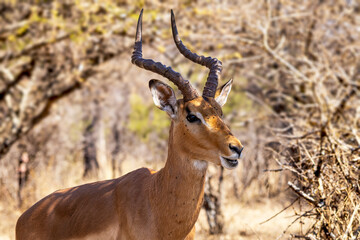 Male impala in the African bush © Eliya