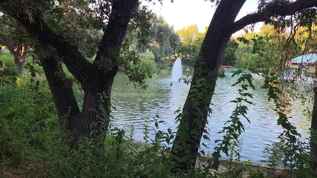 trees on the river