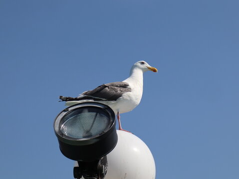 Seagull Perched on Round Light Fixture Against Clear Blue Sky
