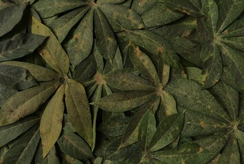 Fresh cassava leaves pattern background. low light view. foliage pattern. © kelilipan