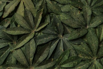 Fresh cassava leaves pattern background. low light view. organic texture. © gabut