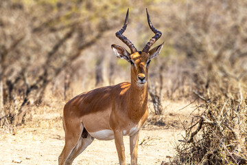 Male impala standing in dry African woodland © Eliya