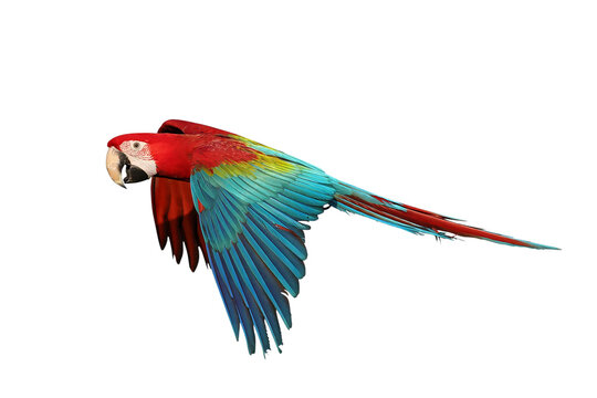 Colorful flying Ruby Macaw parrot isolated on transparent background png file