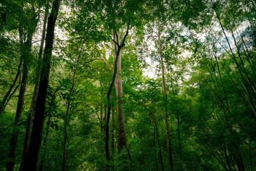 Fototapeta premium Dense green forest representing biodiversity and natural carbon capture. Sustainable forest management and environmental protection for a cleaner planet and climate balance. Environment day background