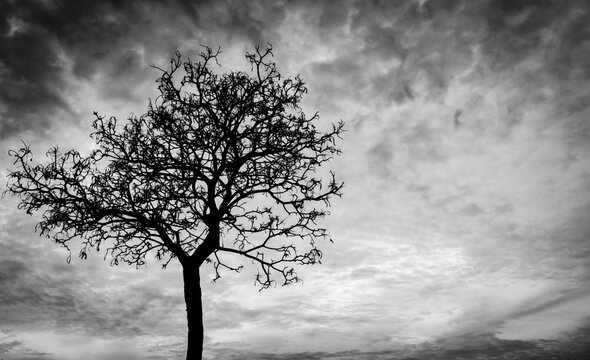 Silhouette dead tree on dark dramatic sky background for scary or death. Halloween night background. Hopeless and despair concept. Creepy and spooky scene. Scary forest. Horror night on Halloween day