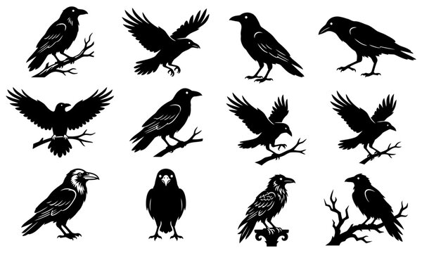 Black crows flying and perched in various poses