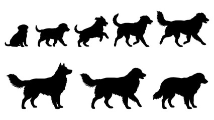 Obraz premium A dynamic Australian Shepherd silhouette collection showing eight developmental stages from puppy to senior dog. Athletic proportions, recognizable herding-dog anatomy and varied full-body poses creat