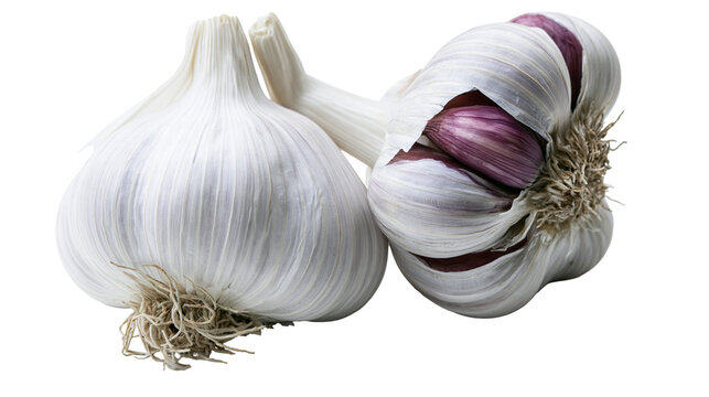 Two whole garlic bulbs with papery white skin and purple cloves, isolated on transparent background